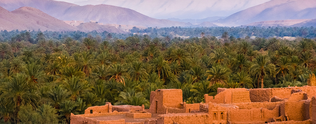 Forest in Morocco (c) Sergey Pesterev on Unsplash